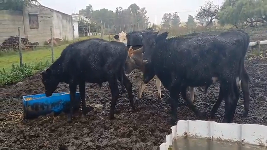 Lote 4 Terneros Cruza a remate en #45 Pantalla Carmelo  155kg -  en Colonia Alonso Montaño