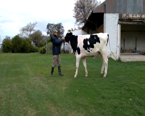 Lote La magdalena 1 toro 1417