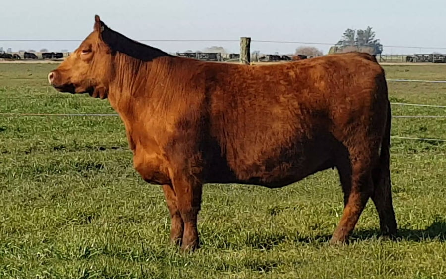 Lote VAQUILLONA PP ANGUS "INAMBÚ"