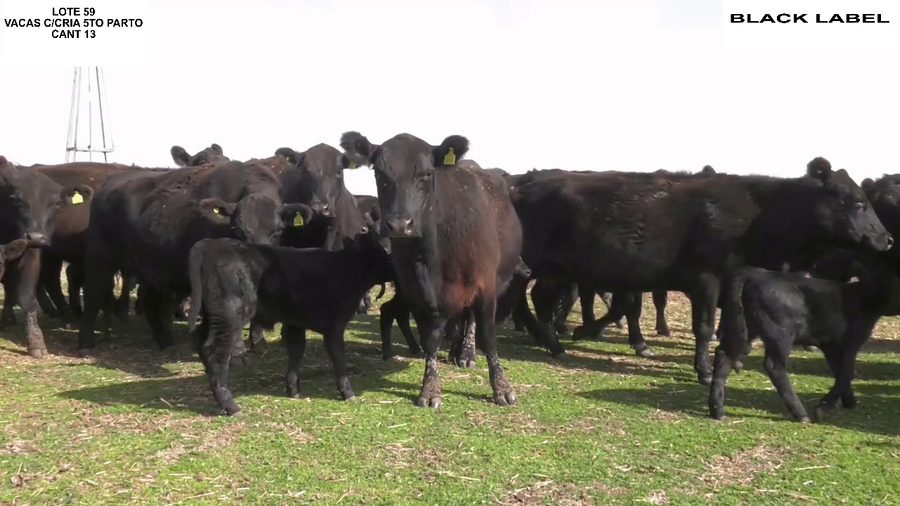 Lote VACAS CON CRIA BLACK LABEL