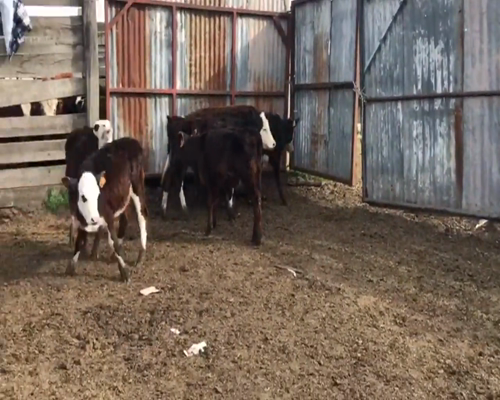 Lote (Vendido)6 Terneras AA y Cruzas a remate en 1º Remate Virtual 85kg -  en Cerro