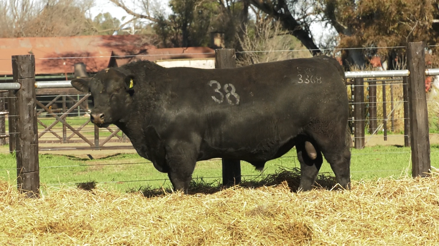 Lote TOROS ANGUS PURO CONTROLADO