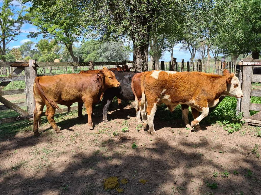 Lote 5 Novillitos en Gral. Lamadrid, Buenos Aires
