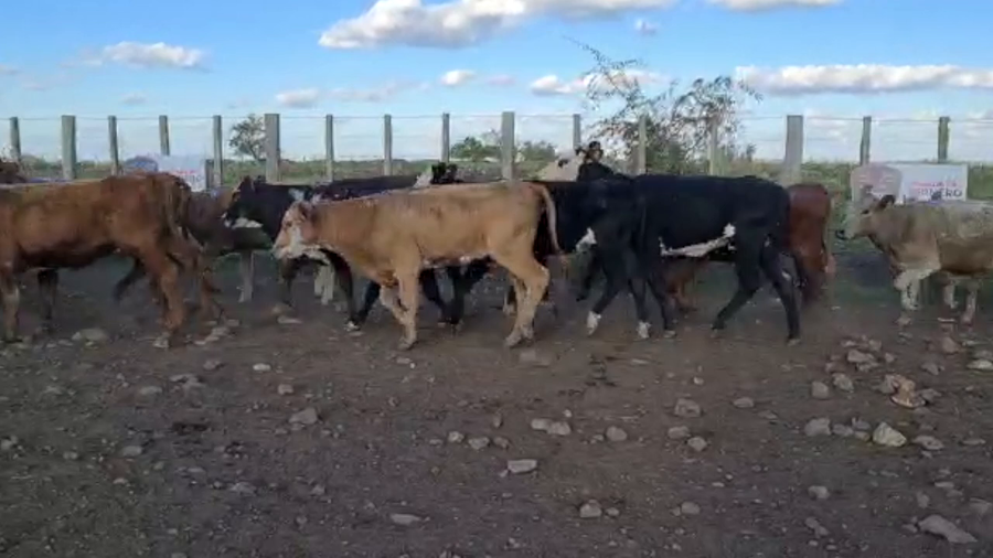 Lote 50 Terneras Cruza Carnicera a remate en PARADA DEL TERNERO 193kg -  en Parada fariña