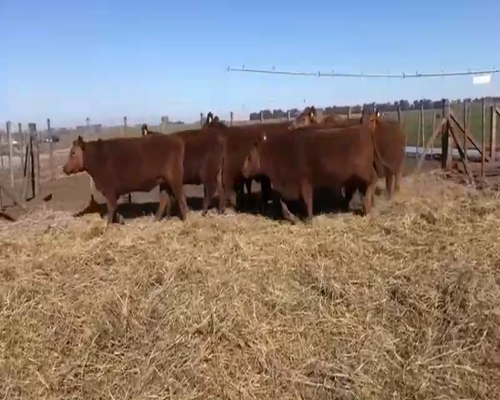 Lote 11 Vaquillonas PC preñadas en Coronel Suarez, Buenos Aires