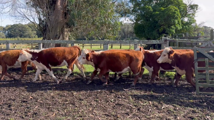Lote Birriel Hnos y Asociados