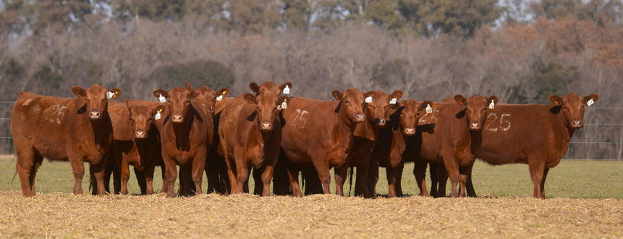 Lote VAQUILLONAS ANGUS PC PARICION OTOÑO