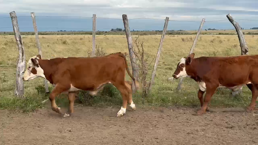 Lote 75 Terneras
