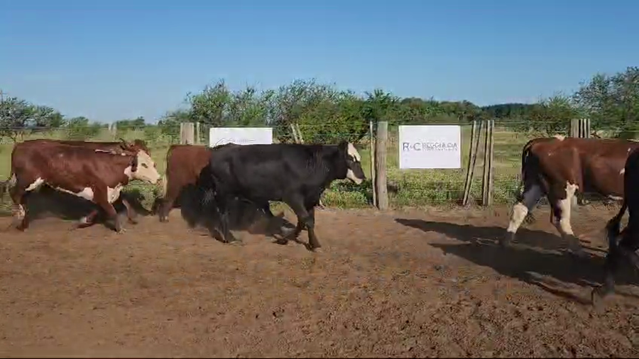 Lote 55 Novillos
