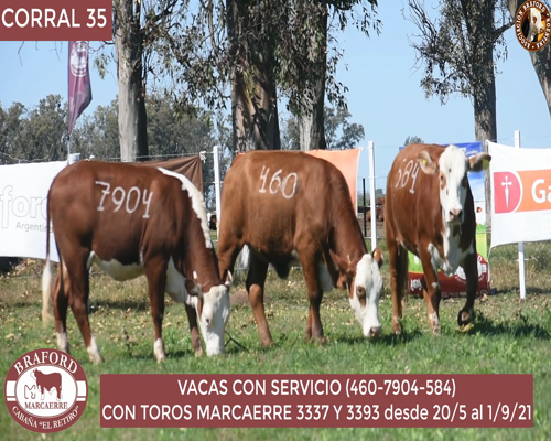Lote Vaca Braford Cabaña El Retiro