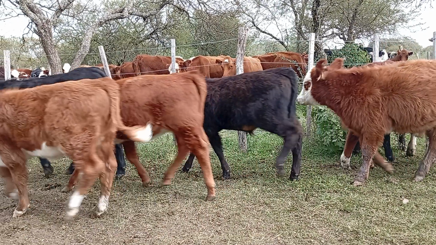 Lote 20 Terneros/as