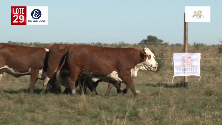 Lote Vaquillas Braford Planteleras Señal ´19-Preñadas IATF (17-12-2021) y Servicio Colectivo (27/12/21 al 05/02/22)