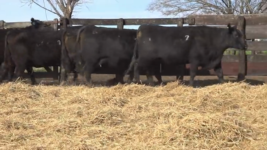 Lote Vaquillas Preñadas Me Ken