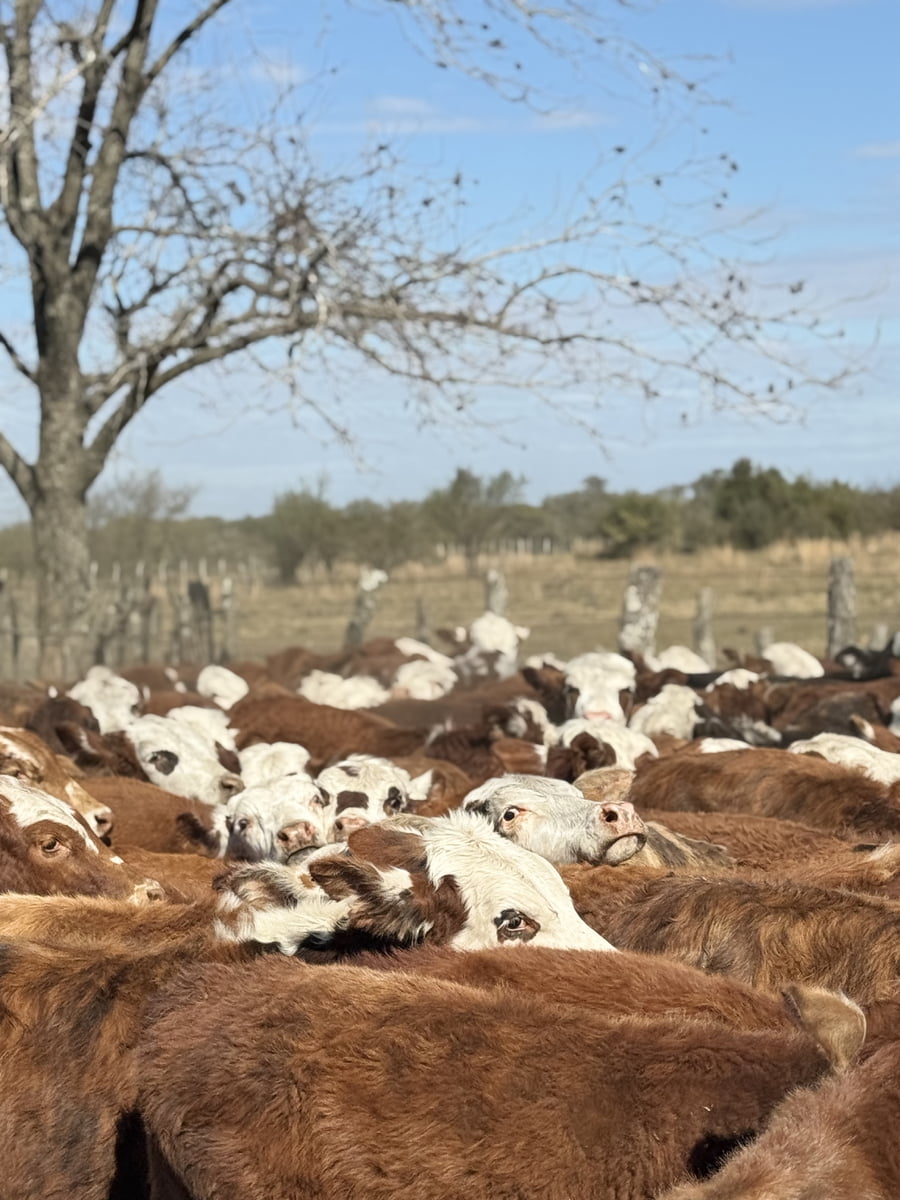Lote 120 Terneros en Corrientes, Mercedes