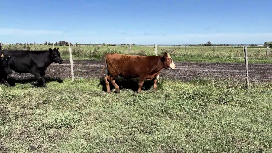 Lote TERNEROS Y TERNERAS