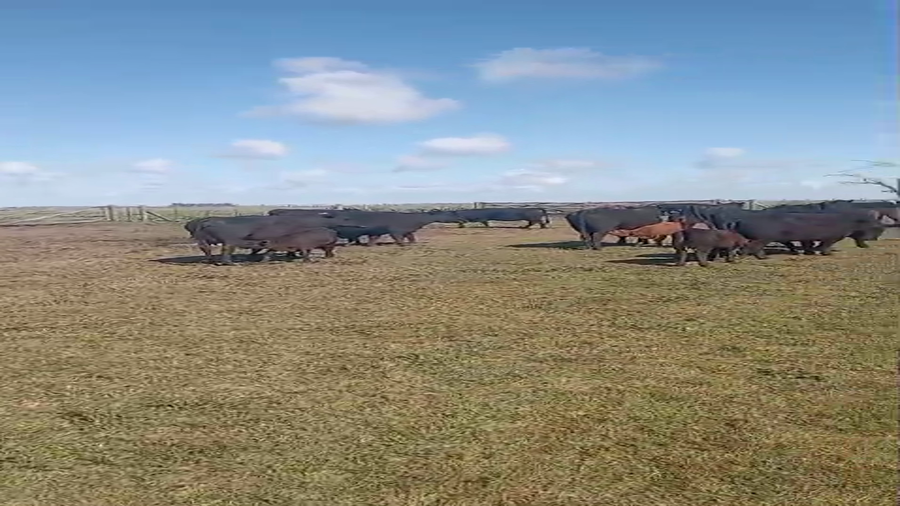Lote 70 Terneros A TÉRMINO en Tres Arroyos