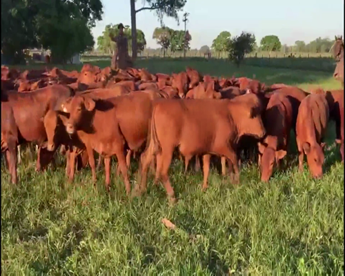 Lote 100 Terneras en Gral. San Martín, Chaco