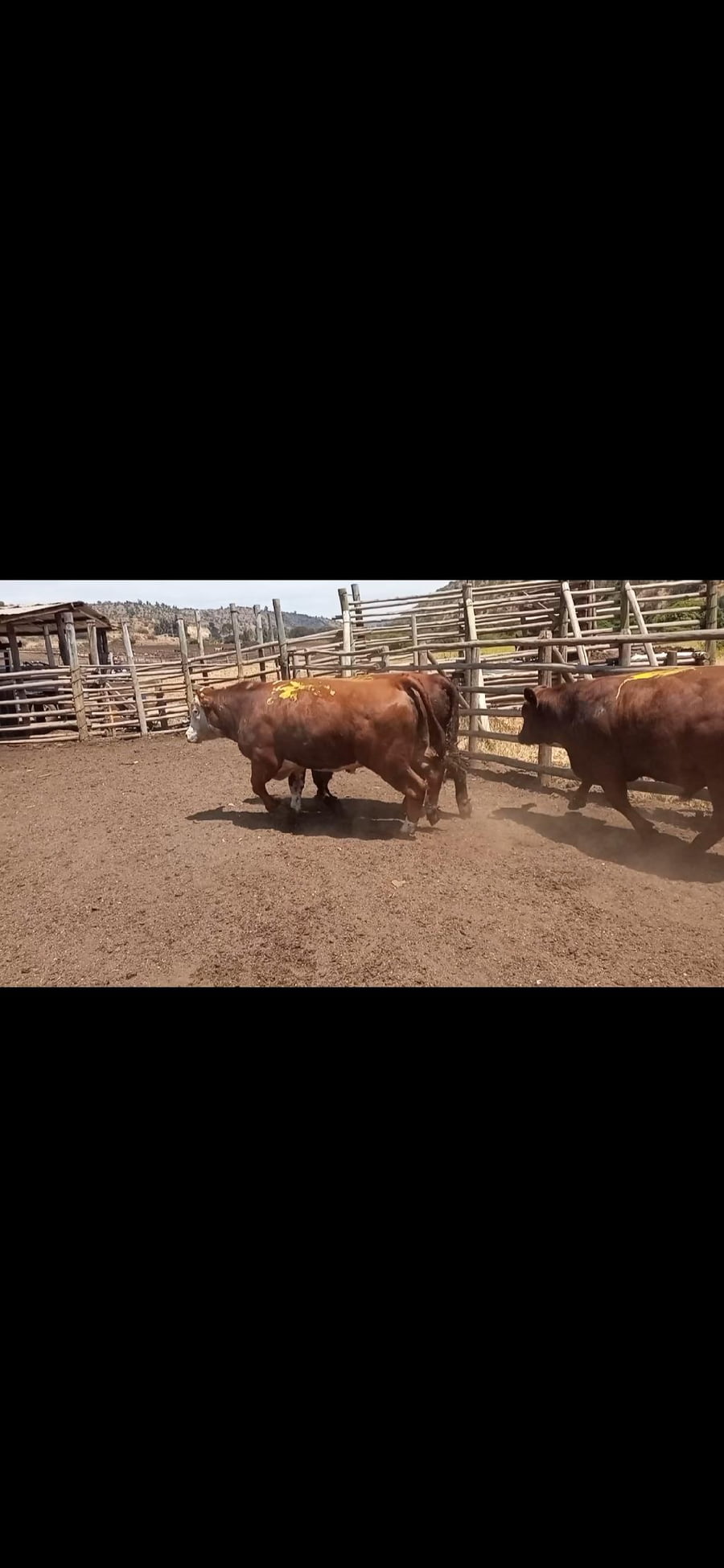 Lote 20 Torete en Melipilla, Región Metropolitana