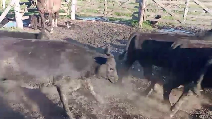 Lote 55 TERNS HEMBRAS, 9 DE JULIO, PCIA. DE BS. AS.