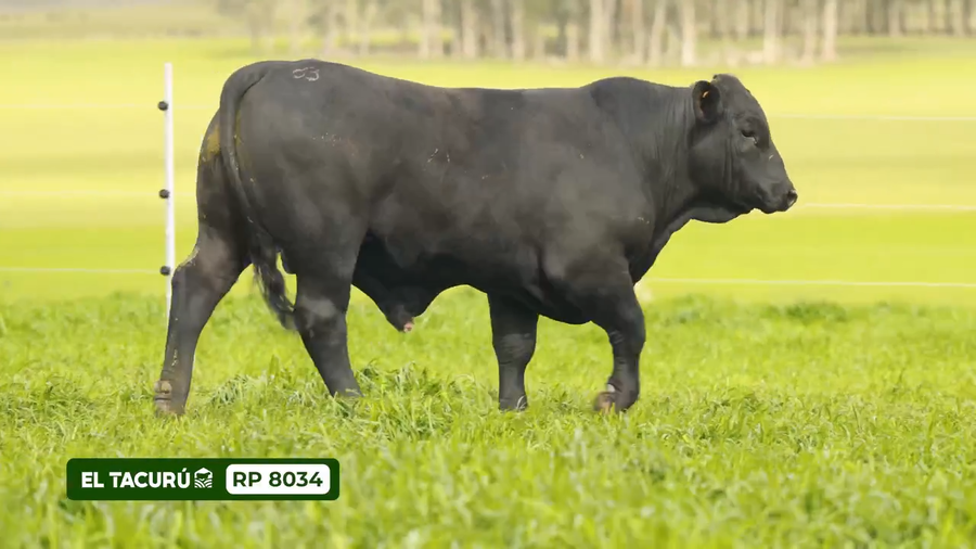 Lote El Tacurú