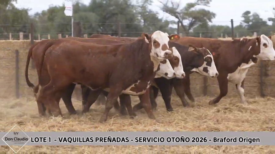 Lote Vaquillona preñada
