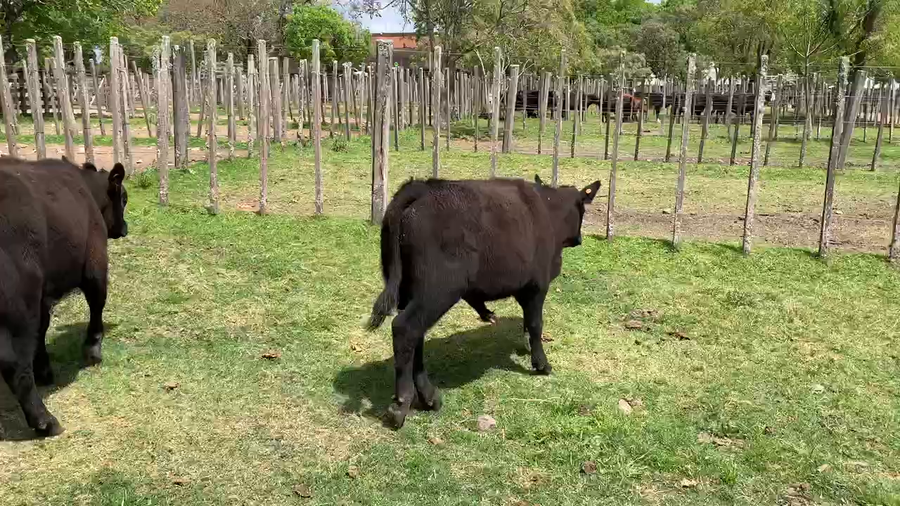 Lote 8 Terneros en Melo, Cerro Largo