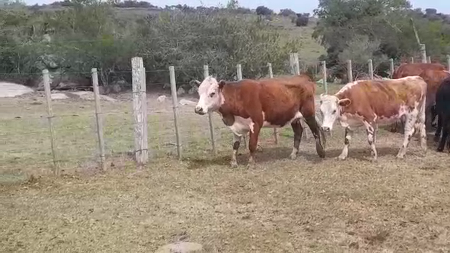 Lote (Vendido)20 Vaquillonas/Vacas Entoradas CARETAS a remate en PANTALLA FEDERICO GARLAND en LA SIERRA