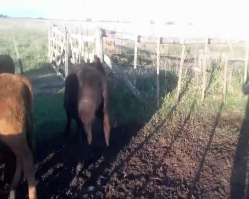 Lote 10 Terneros/as en Rauch, Buenos Aires