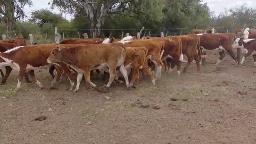 Lote 149 Terneros/as