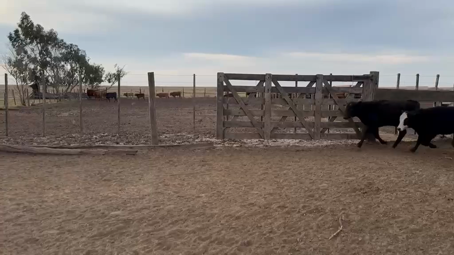 Lote 65 Terneros en Viamonte, Córdoba