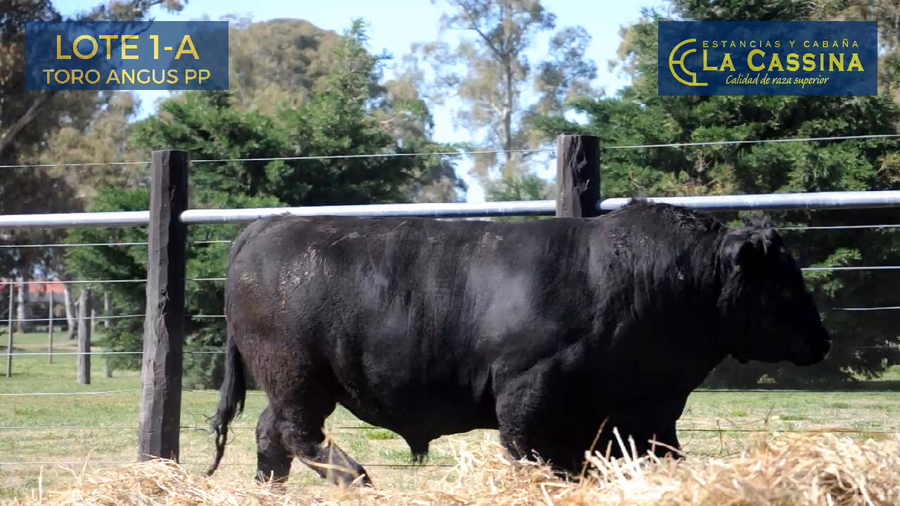 Lote TORO ANGUS PUROS PEDIGREE