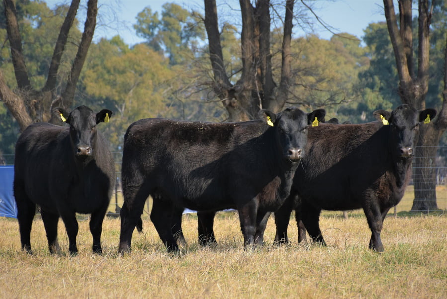 Lote "Cabaña ""Don Felix"" Vaquillonas PC"