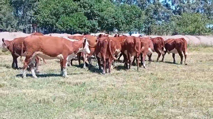 Lote 17 Vientres preñados en Corrientes, Curuzú-Cuatiá