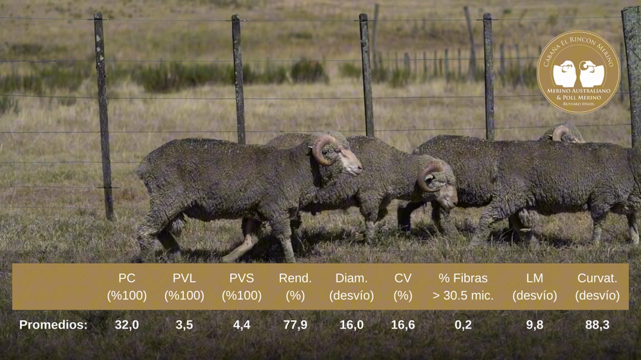 Lote Carneros de campo