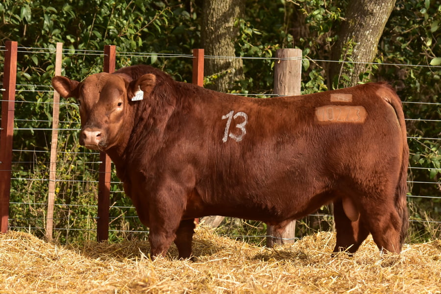 Lote TOROS ANGUS PC