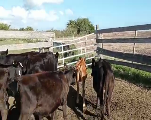 Lote 8 Terneras KIWI Y CRUZAS a remate en Pantalla Camy 100kg - , San José