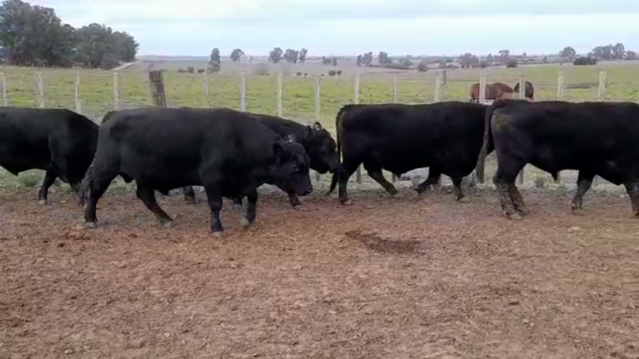Lote (Vendido)5 Toros AA a remate en PANTALLA GARLAND 700kg -  en PASO HOSPITAL