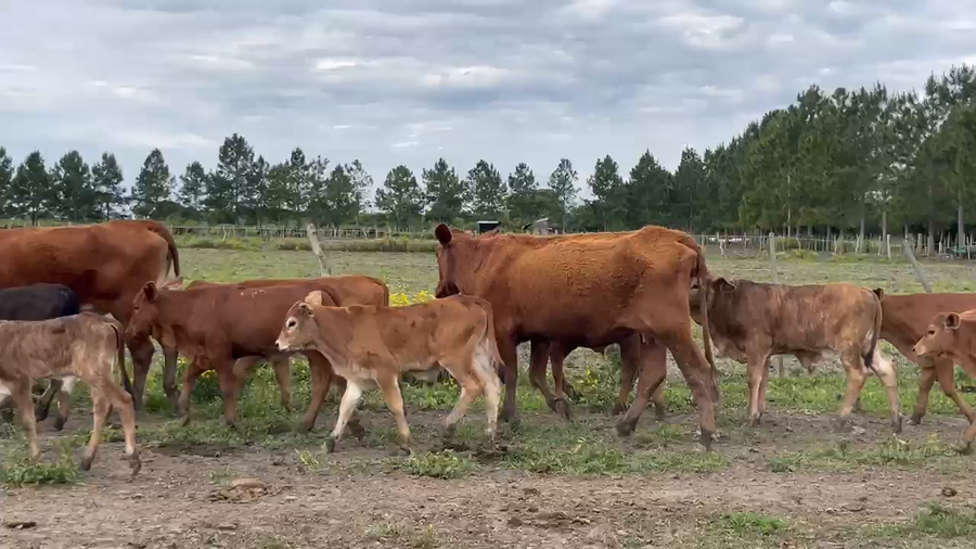 Lote 70 Vacas nuevas C/ cria en Corrientes, San Cosme