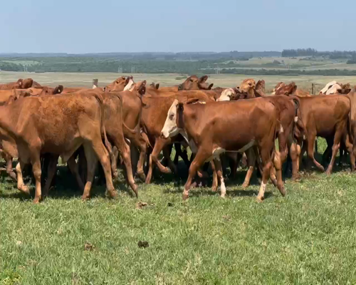 Lote 125 Novillitos en Virasoro, Corrientes