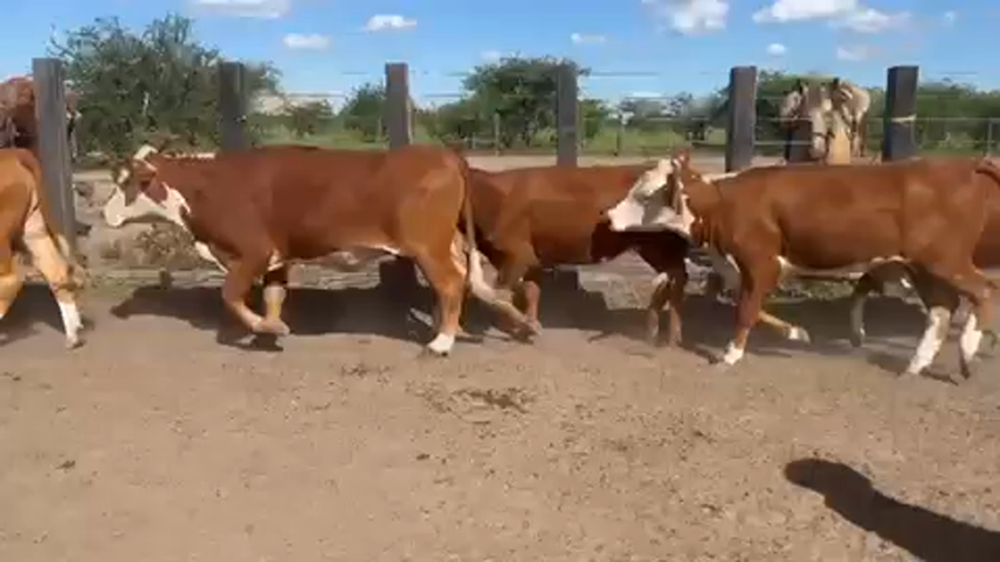 Lote 55 Vaquillonas en Mercedes, Corrientes