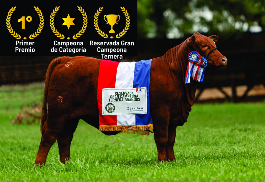 Lote Brangus a Bozal Expo 2022 RP 1092- Lote 19