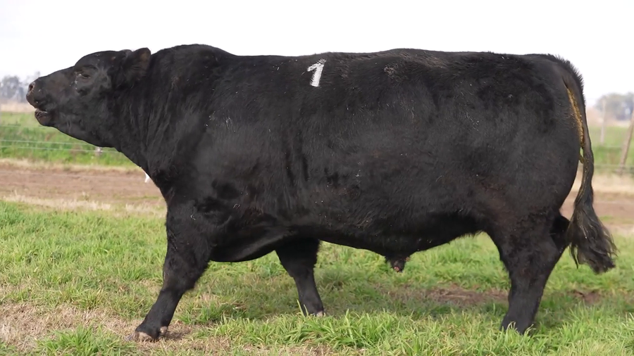 Lote Toro Puro de pedigree