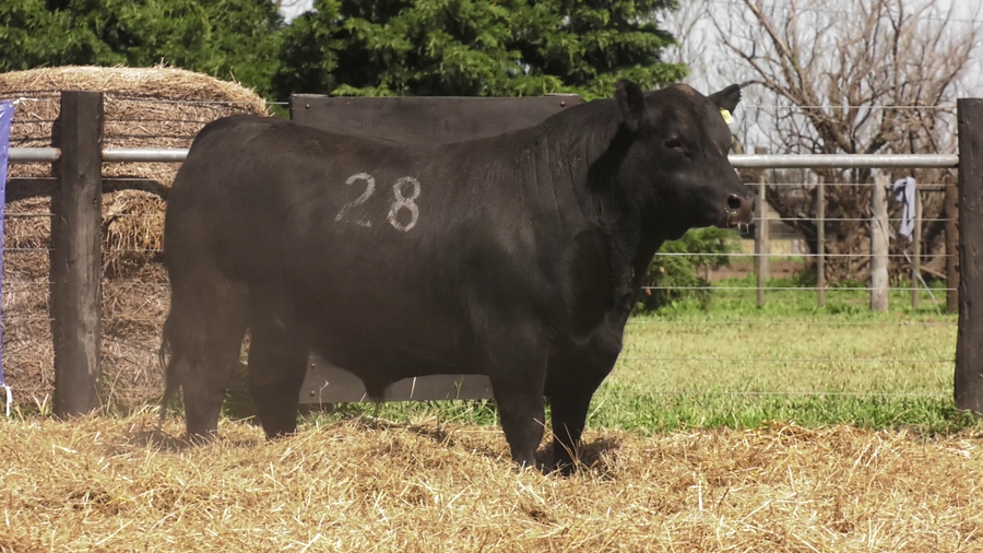 Lote TOROS ANGUS PURO CONTROLADO
