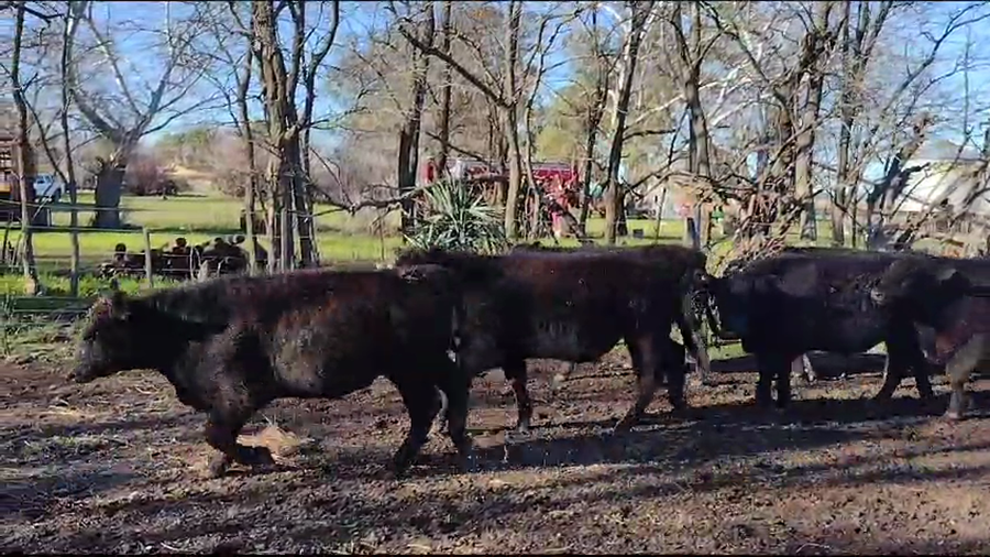 Lote 30 Novillitos en Bonifacio, Buenos Aires