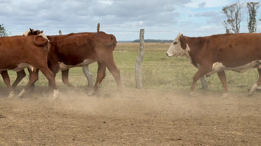 Lote 43 Vacas de invernar en Corrientes, Paso de Los Libres