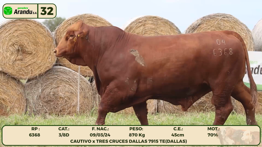Lote LOTE 32