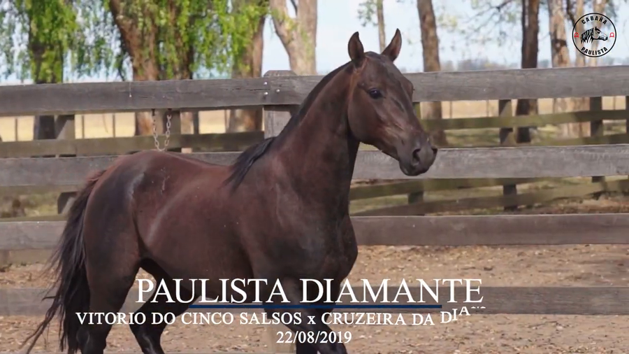 Lote Paulista Diamante