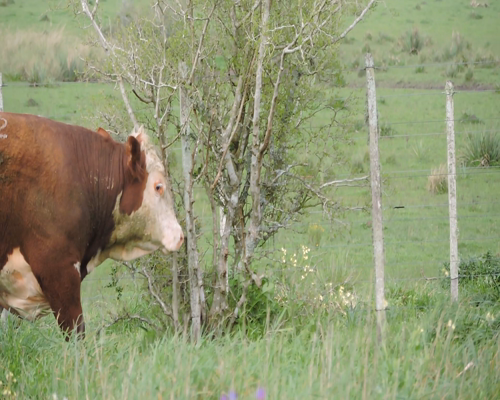 Lote RP 252 - CABAÑA EL TORIL