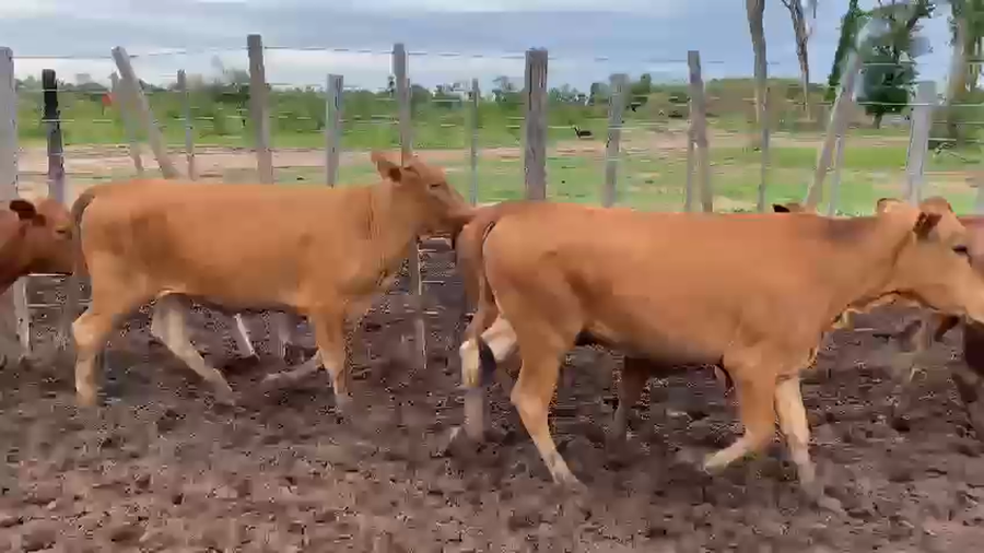 Lote 70 Vaquillonas en Palo Santo, Formosa