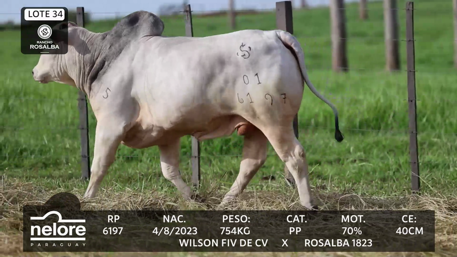 Lote LOTE 34